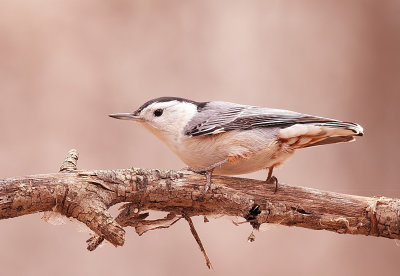 White - Breasted NutHatch  --  Sittelle A Poitrine Blanche