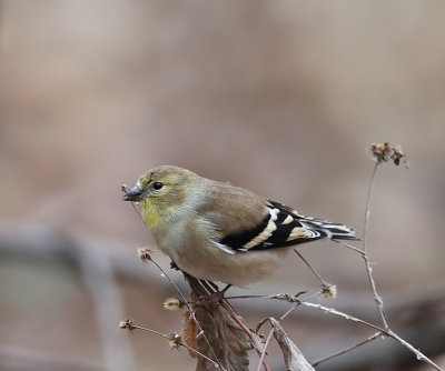 American GoldFinch  --  CharDonneret Jaune