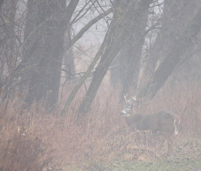 White-Tail Deer  --  Cerf De Virginie