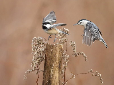 Black - Capped ChickAdee and White - Breasted NutHatch  --  Mesange A Tete Noire et Sittelle A Poitrine Blanche
