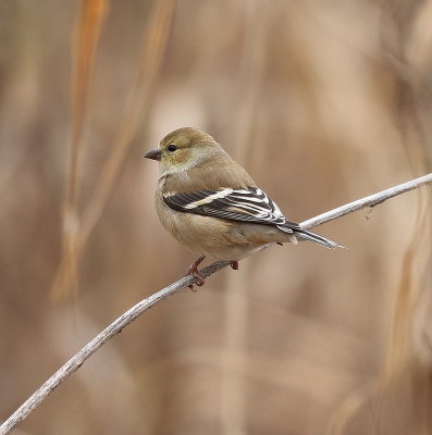 American GoldFinch  --  CharDonneret Jaune