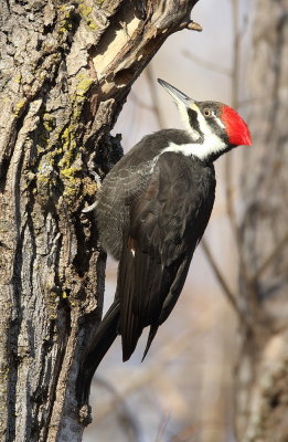 Pileated WoodPecker  --  Grand Pic