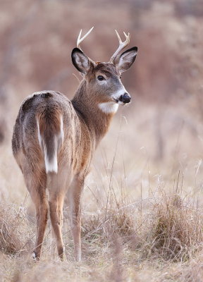 WhiteTail Deer  --  Cerf DE Virginie