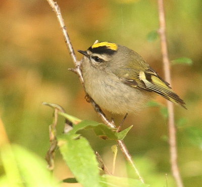 Golden - Crowned KingLet  --  Roitelet A Couronne Doree