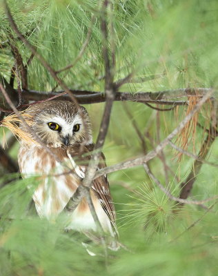 Northern Saw - Whet Owl  --  Petite Nyctale