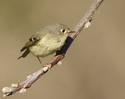 Ruby-Crowned KingLet -- Roitelet A Couronne Rubis