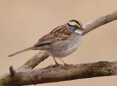White - Throated Sparrow -- Bruant A Gorge Blanche