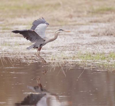  Great Blue Heron  --  Grand Heron