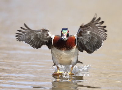 Wood Duck  --  Canard Branchu