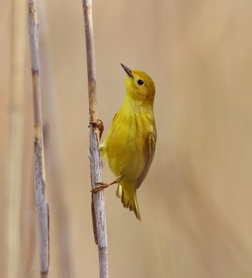 Yellow Warbler  --  Paruline Jaune