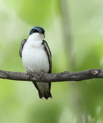 Tree Swallow  --  HironDelle Bicolore