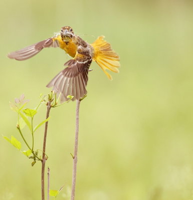 Baltimore Oriole  --  Oriole De Baltimore