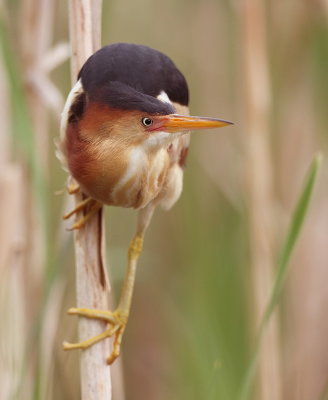 Least Bittern  --  Petit Blongios