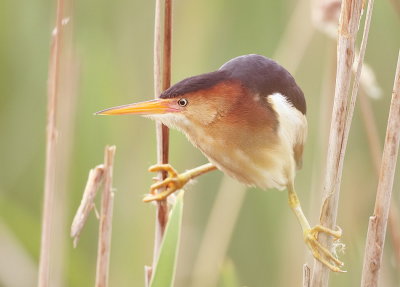 Least Bittern  --  Petit Blongios