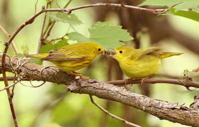 Yellow Warbler ( male and female )  --  Paruline Jaune ( male et femelle )