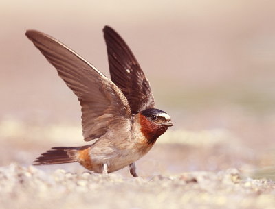 Cliff Swallow  --  Hirondelle A Front Blanc