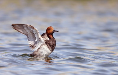 RedHead  --  Fuligule A Tete Rouge