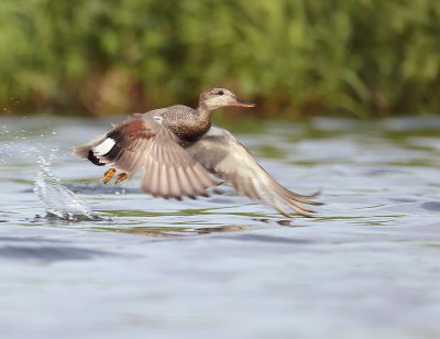 GadWall  --  Canard Chipeau