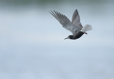 Black Tern  --  Guifette Noire