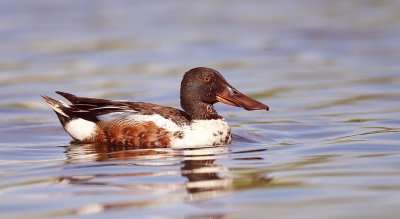 Northern Shoveler  --  Canard Souchet