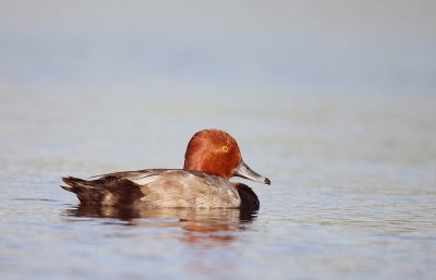 RedHead  --  Fuligule A Tete Rouge