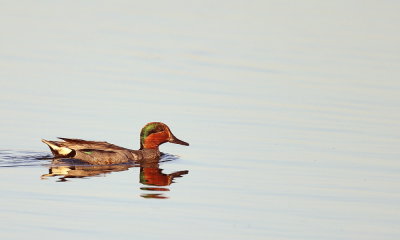 Green - Winged Teal  --  Sarcelle D'Hiver