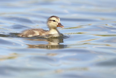 Mallard ( chick )  --  Canard Colvert ( poussin )