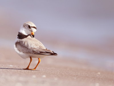 Piping Plover  --  Pluvier Siffleur