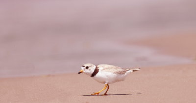 Piping Plover  --  Pluvier Siffleur