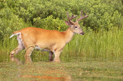 White Tail Deer  --  Cerf De Virginie