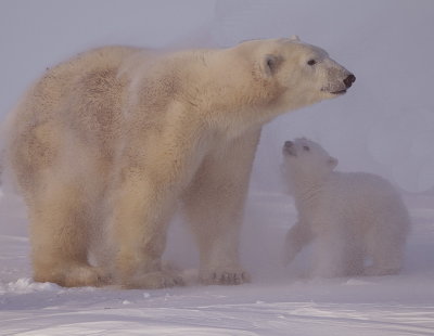 Polar Bear @ Cub  --  Ours Blanc @ Ourson