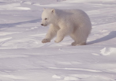 Polar Bear Cub  --  Ours Blanc Ourson