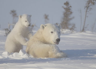 Polar Bear @ Cub  --  Ours Blanc @ Ourson