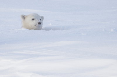 Polar Bear Cub  --  Ours Blanc Ourson