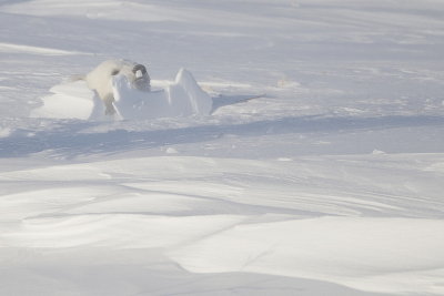 Polar Bear Cub  --  Ours Blanc Ourson
