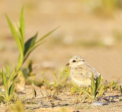  Piping Plover ( chick )  --  Pluvier Siffleur ( poussin )