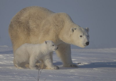 Polar Bear @ Cub  --  Ours Blanc @ Ourson