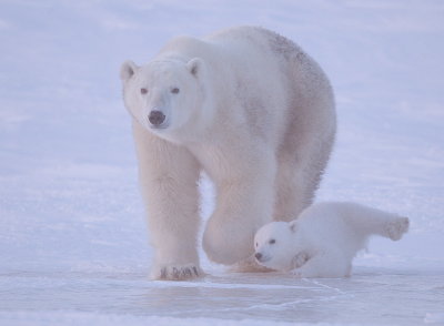 Polar Bear @ Cub  --  Ours Blanc @ Ourson