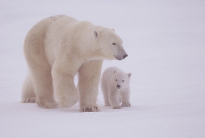 Polar Bear @ Cub  --  Ours Blanc @ Ourson