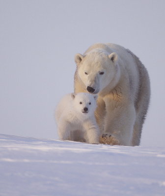 Polar Bear @ Cub  --  Ours Blanc @ Ourson