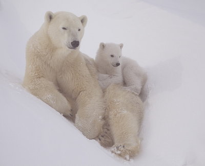 polar_bears__ours_blanc