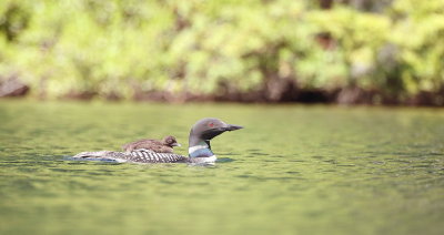 Common Loon @ Chick  --  PlonGeon Huard @ Poussin