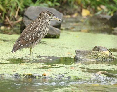 Black - Crowned Night - Heron ( juvenile )  --  Bihoreau Gris ( juvenile )