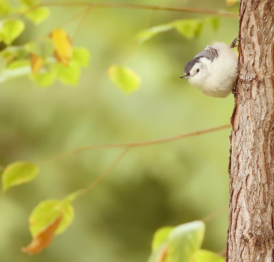 White - Breasted NutHatch  --  Sittelle A Poitrine Blanche