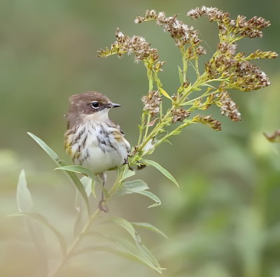 Yellow - Rumped Warbler  --  Paruline A Croupion Jaune