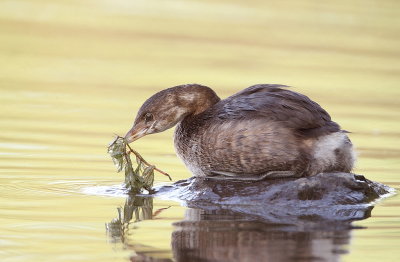 Pied - Billed Grebe  --  Grebe A Bec Bigarre