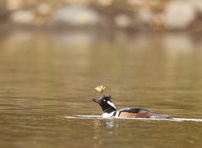 Hooded MerGanser with ( CrawFish )  --  Harle Couronne avec ( Ecrevisse )