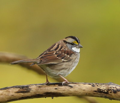  White - Throated Sparrow  --  Bruant A Gorge Blanche