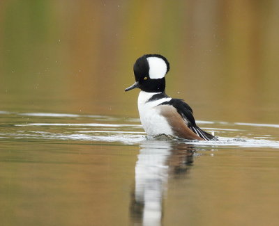 Hooded MerGanser  --  Harle Couronne