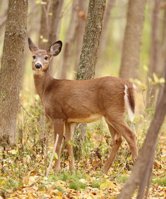 White Tail Deer  --  Cerf De Virginie